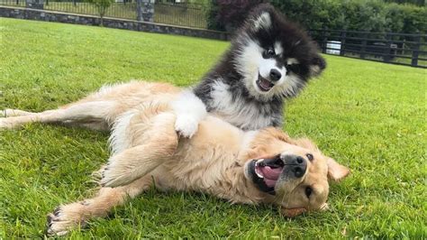 This Is Just Like Phil All Over Again! Malamute Puppy Loves .